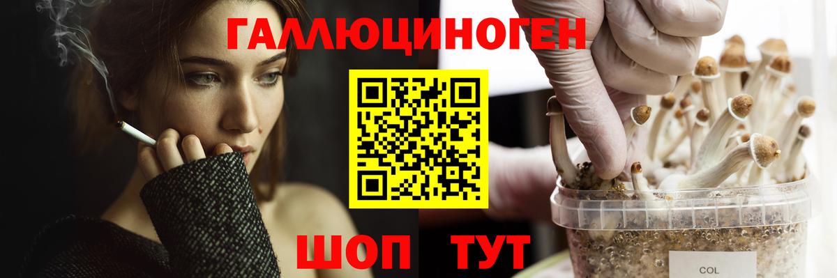 Псилоцибиновые грибы Psilocybe Кубинка